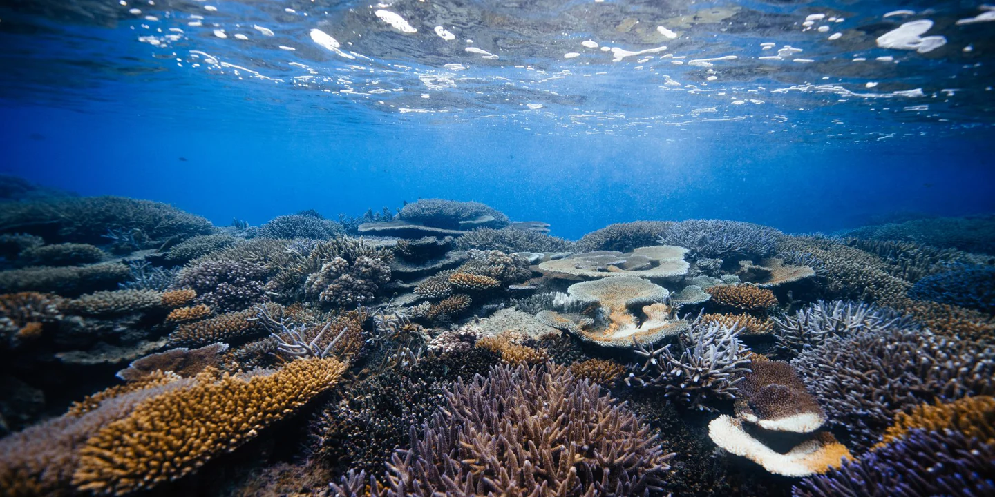 The Coral Gardeners